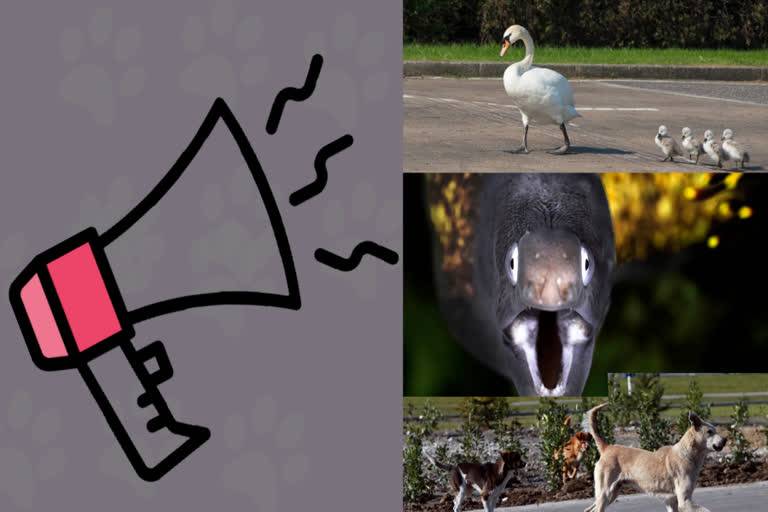 Noisy humans harm birds and affect breeding success: study
