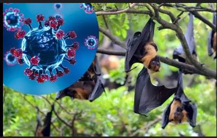Risk of Nipah spread low after cases in India, Bangladesh: WHO