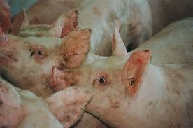 Spain swine fever spreads outside containment zone