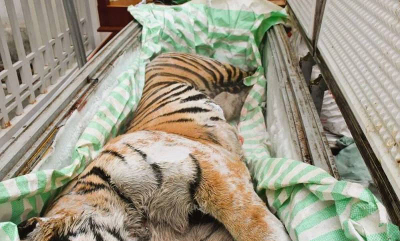 Vietnam police find frozen tiger bodies, arrest two men