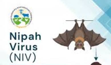 Nipah Virus emerging as a silent but deadly zoonotic threat