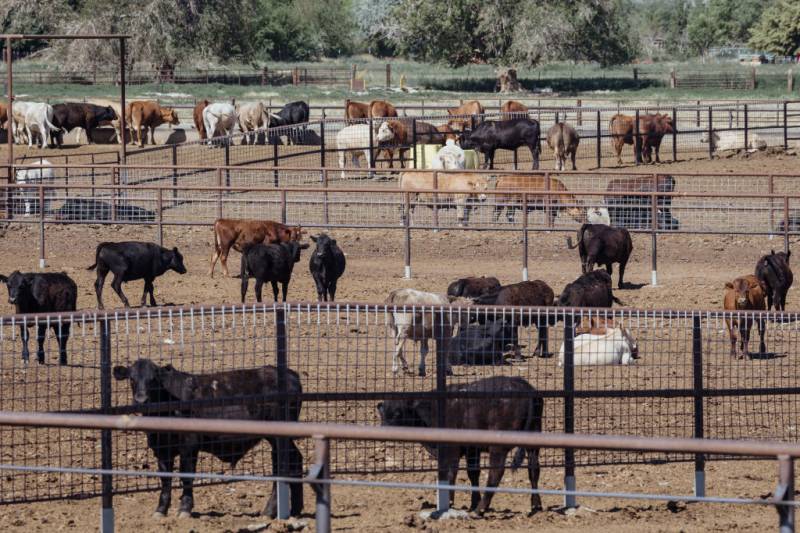 US cattle farmers caught between high costs and weary consumers