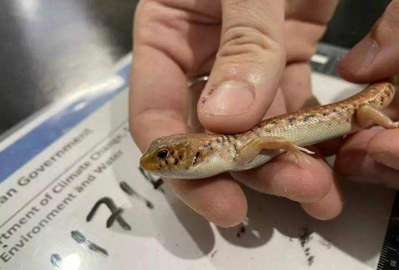 Sydney man jailed for mailing reptiles in popcorn bags