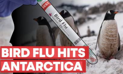 Bird flu ravaging Antarctic wildlife, scientist warns