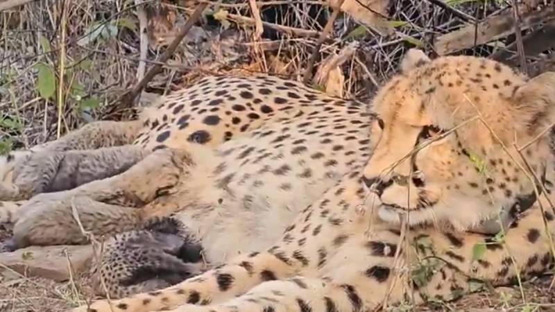 India celebrates cheetah births to boost reintroduction bid