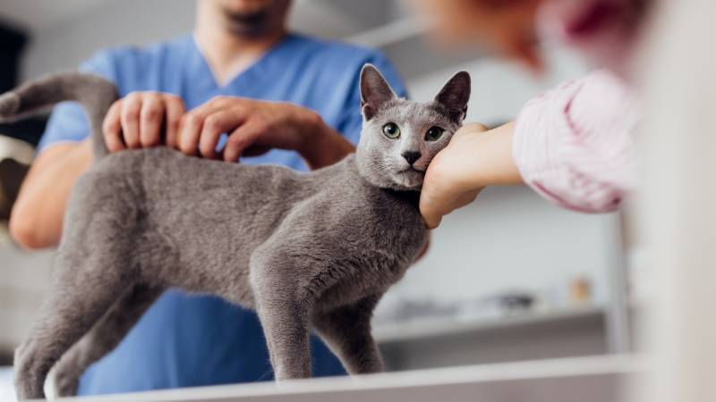 Could insight from cats lead to breast cancer cures?