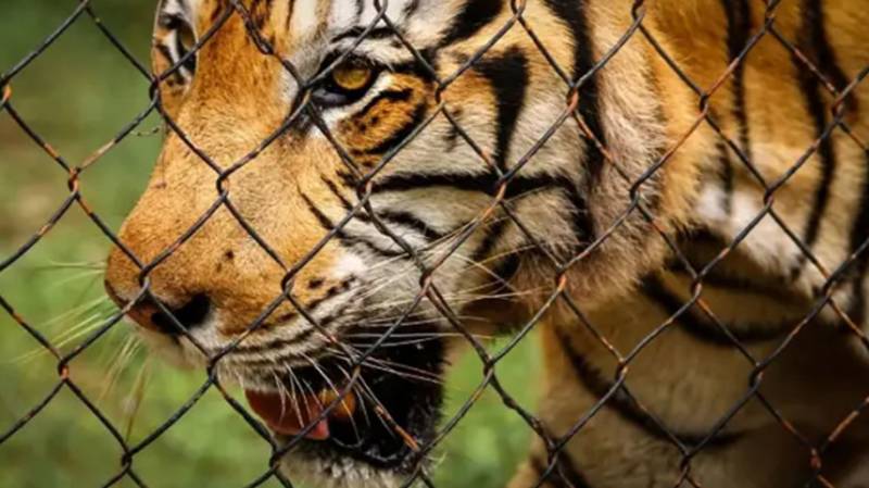 Virus kills dozens of tigers in Thailand park