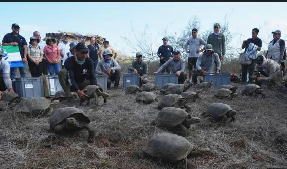 158 giant tortoises reintroduced to a Galapagos island