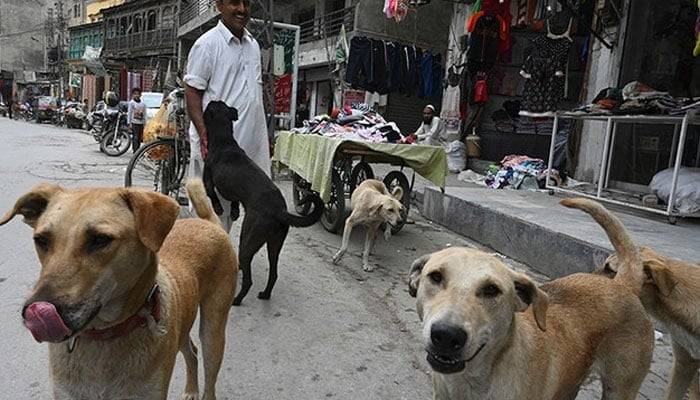 Little girl dies of rabies after dogbite in Karachi