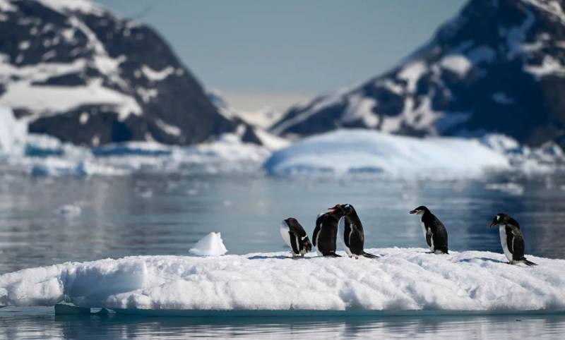 Ice melt threatens emperor penguins during annual moult: researchers