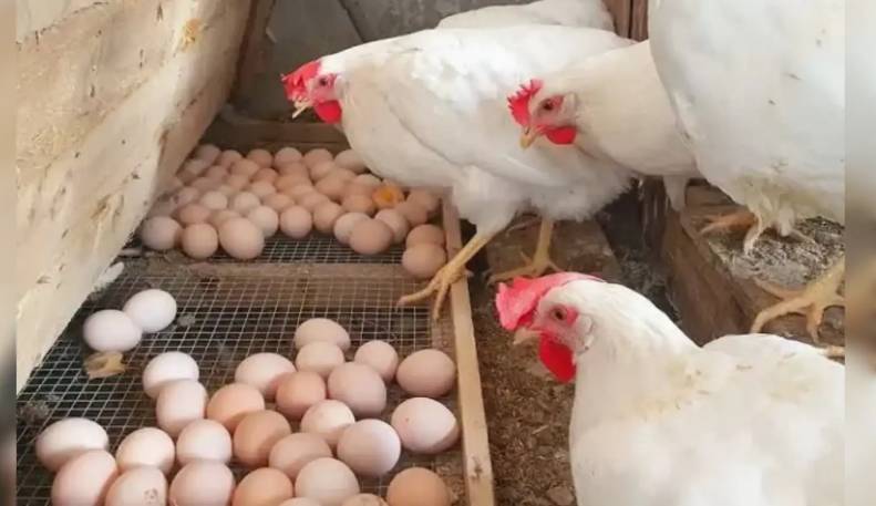 Saudi Arabia bans poultry and egg imports from India, Afghanistan, other countries