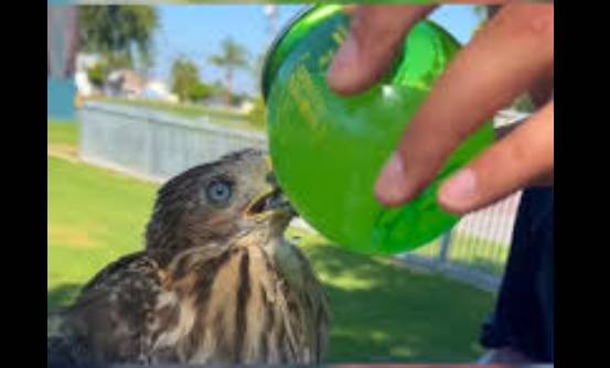 California man sentenced for giving alcohol to hawk