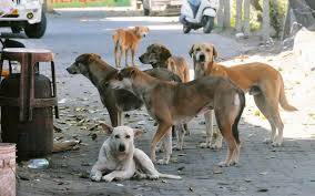 Little boy dies after attacked by stray dogs in Khairpur