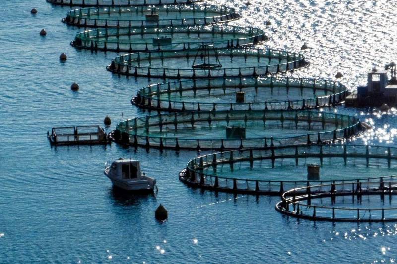 Namibia dives into salmon farming with Norwegian know-how