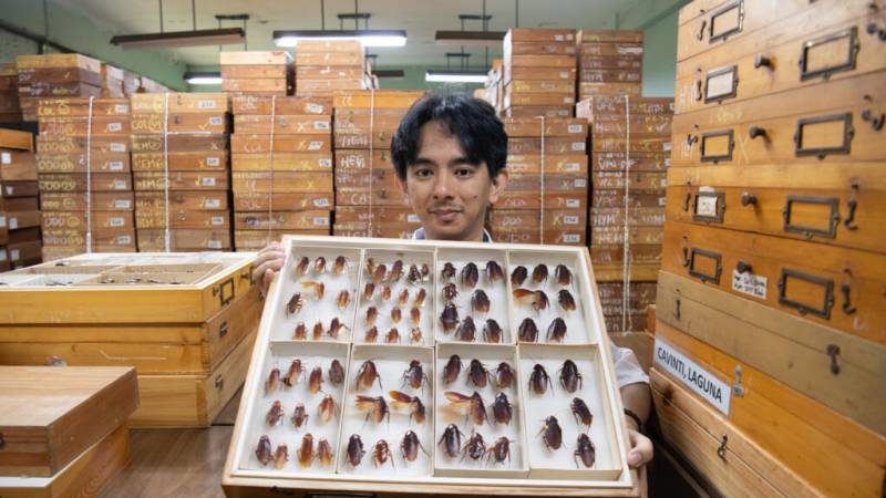 Philippines' 'Cockroach Lord' goes to bat for misunderstood bugs