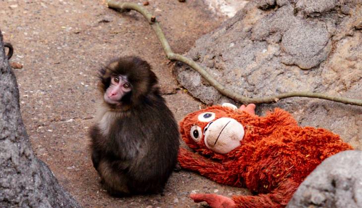 Japanese zoo clarifies baby monkey is safe amid viral buzz
