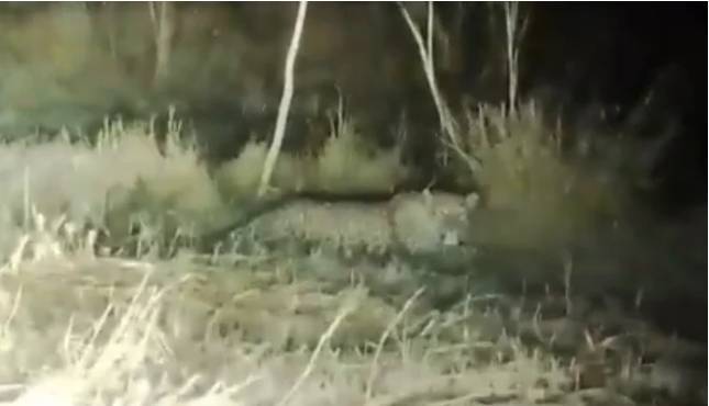 Leopard spotted again at Islamic University in Islamabad