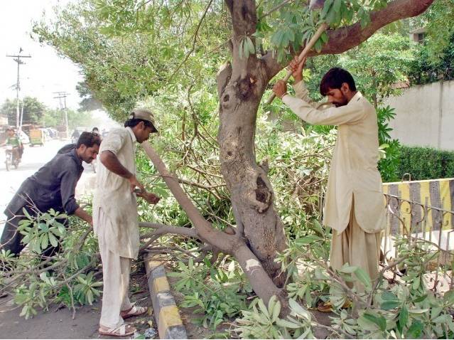 App prepared to ensure complete ban on tree cutting in Punjab