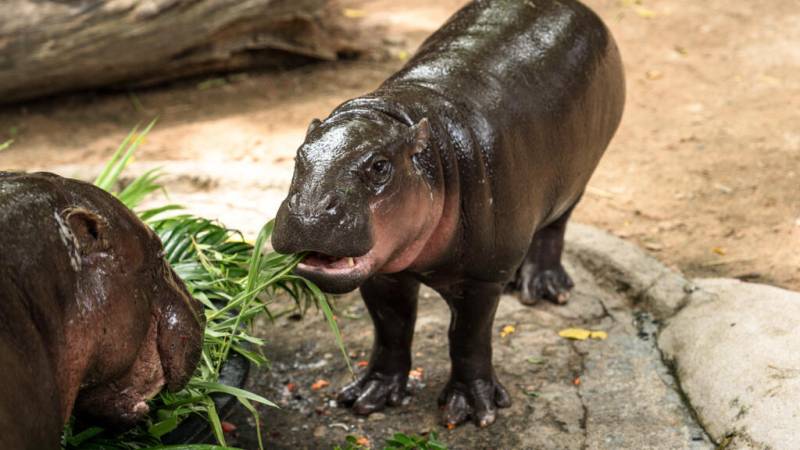 Trespasser caught in viral hippo Thai zoo pen