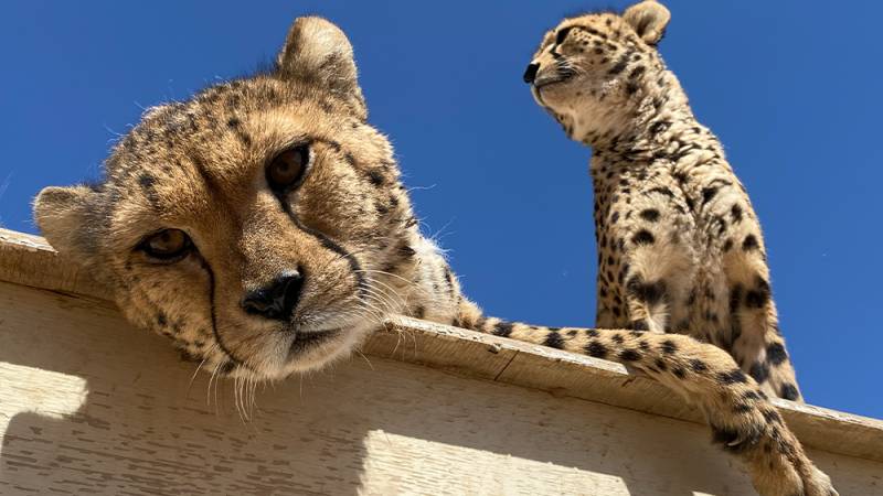 Somaliland centre saves cheetahs from trafficking to Gulf palaces