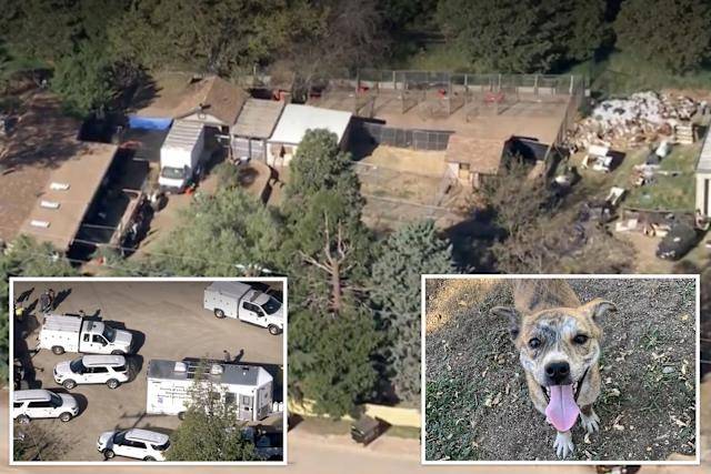 Hundreds of dogs, cats rescued from Los Angeles shelter