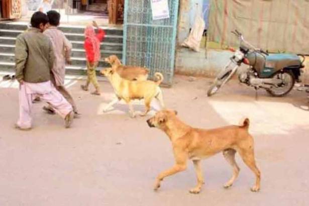 Young girl dies due to dogbite in Lahore