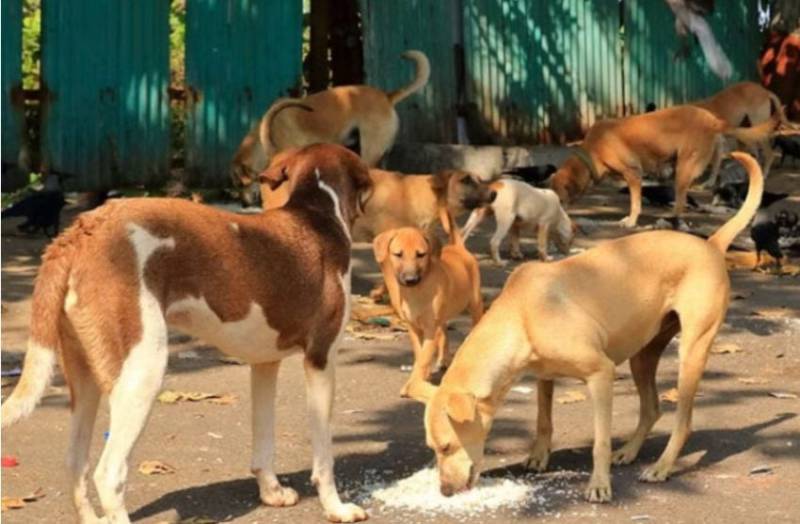 PMA calls for urgent stray dog control measures following Lahore incident