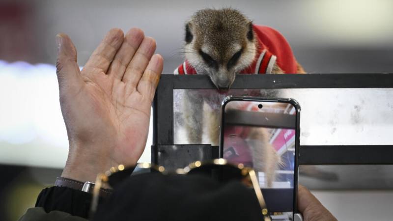 Exotic pet trade thrives in China despite welfare concerns