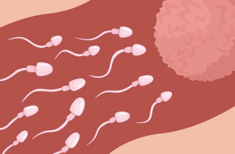 Lost in space: Sperm struggles to navigate during weightless sex
