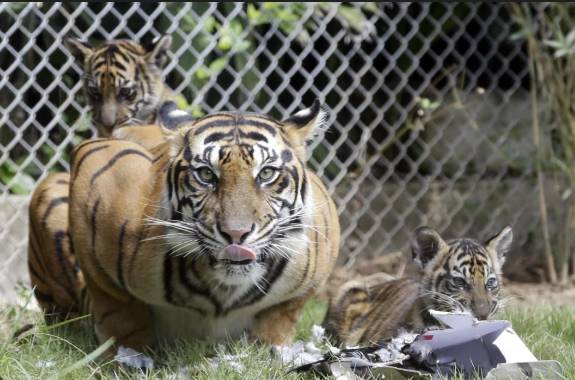Virus kills tiger cubs in Indonesian zoo