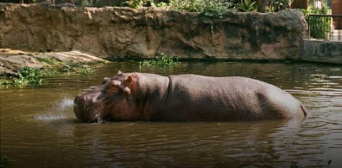 Lahore Zoo welcomes Rs25 million hippopotamus from South Africa