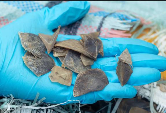 Singapore seizes record Asian pangolin scales disguised as 'dried fish skin'