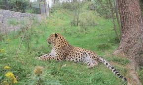 Wild leopard injures child, kills calves on Muzaffarabad outskirts