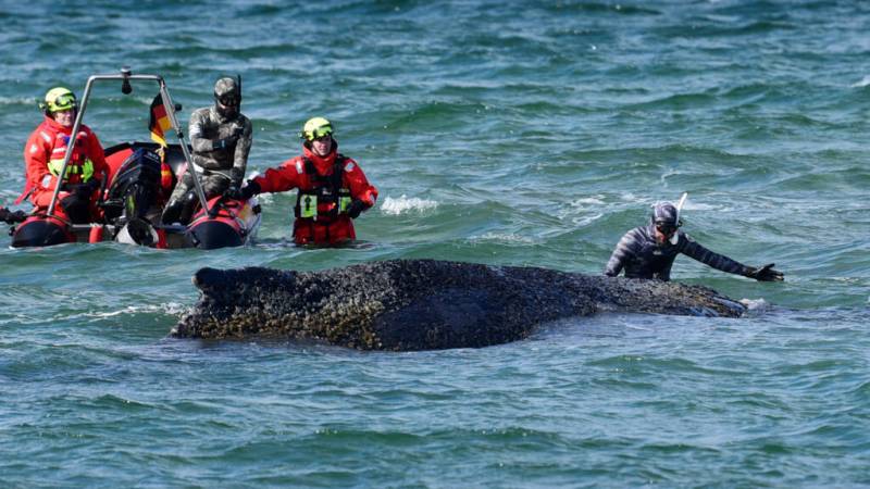 Freed whale gets stranded again off German coast