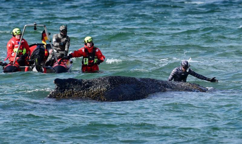 Stranded whale freed from sandbank off German coast