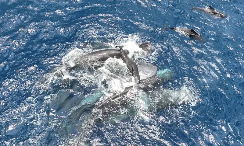 Whale filmed giving birth, with a little help from her friends