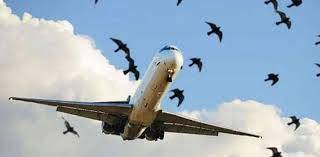 Bird strike forces PIA flight to return to Lahore Airport
