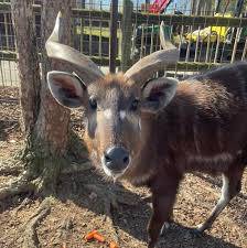 Young antelope shot dead at Vienna zoo