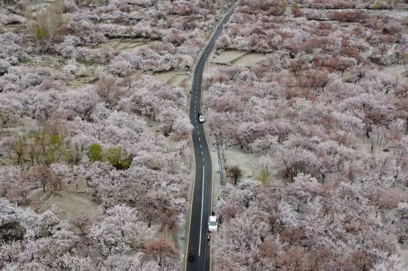 Pakistan's blossom season brings calm in a troubled world