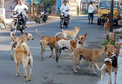 LHC seeks animals' birth control proposals as dogbite cases rise