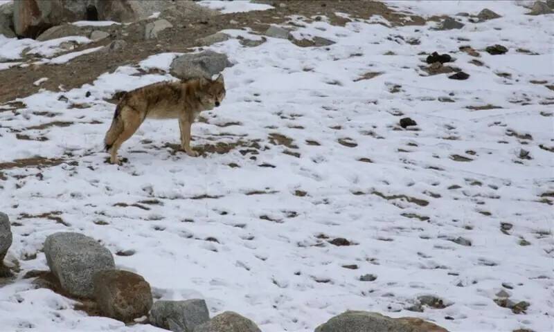 Wolf that bit woman in Germany released back into wild