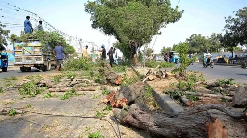 IHC stops cutting of trees from Ataturk Avenue Express Chowk to Aga Khan Road