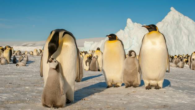 Emperor penguins listed as endangered species: IUCN