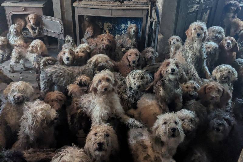 UK animal charity rescues over 250 dogs from single home