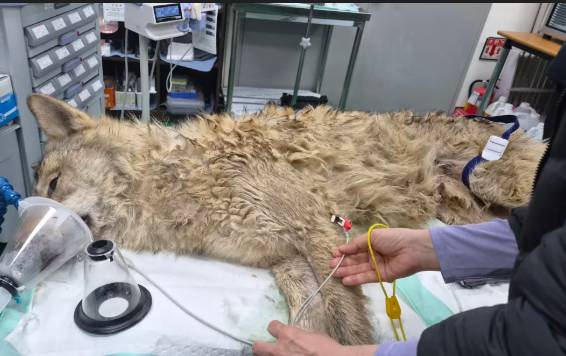 Escaped wolf in South Korea recaptured, returned to zoo