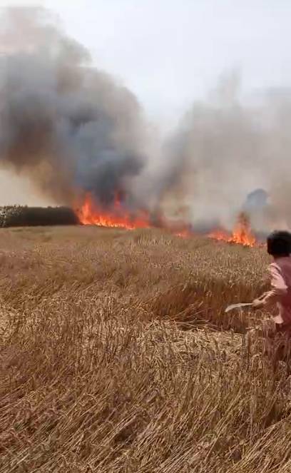 Ready-to-harvest wheat reduced to ashes in Sahiwal arson attack