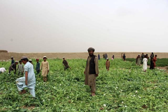 Afghanistan’s rising drug trade and militancy alarm regional states