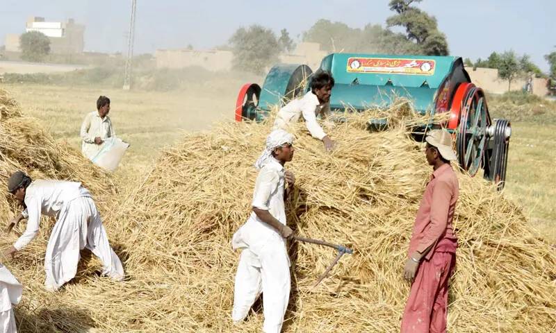 Sindh lifts wheat sale limit to boost procurement, ensure relief for small farmers