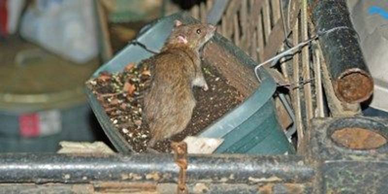 Rats, fleas plague Gaza's displaced as temperatures rise
