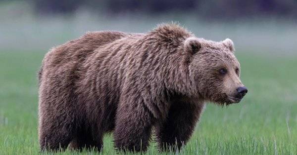 58-year-old woman killed in bear attack in Poland